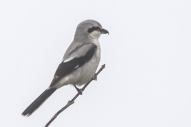 Northern Shrike