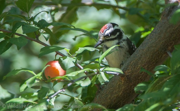 Nuttall's Woodpecker Juvenile