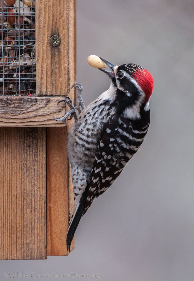 Nuttall's Woodpecker Male