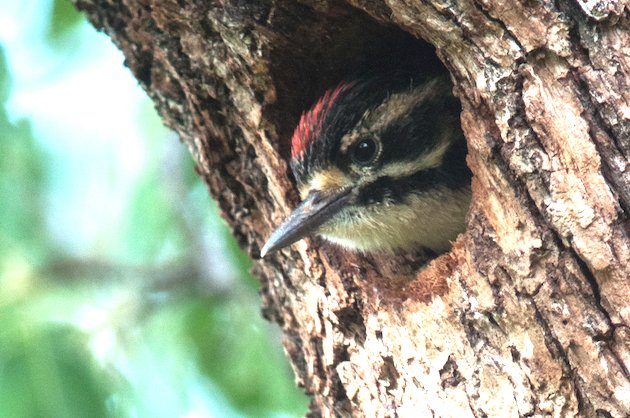 Nuttall's Woodpecker Nestling
