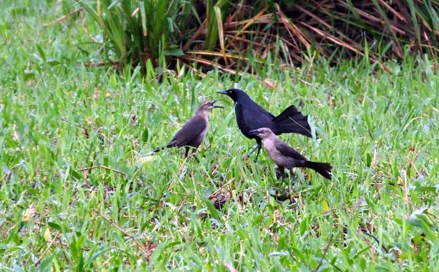 Nicaraguan Grackles