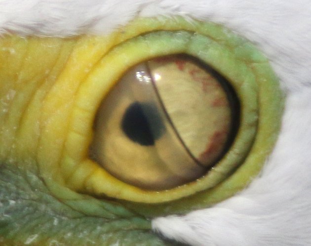What is a Nictitating Membrane? 10,000 Birds
