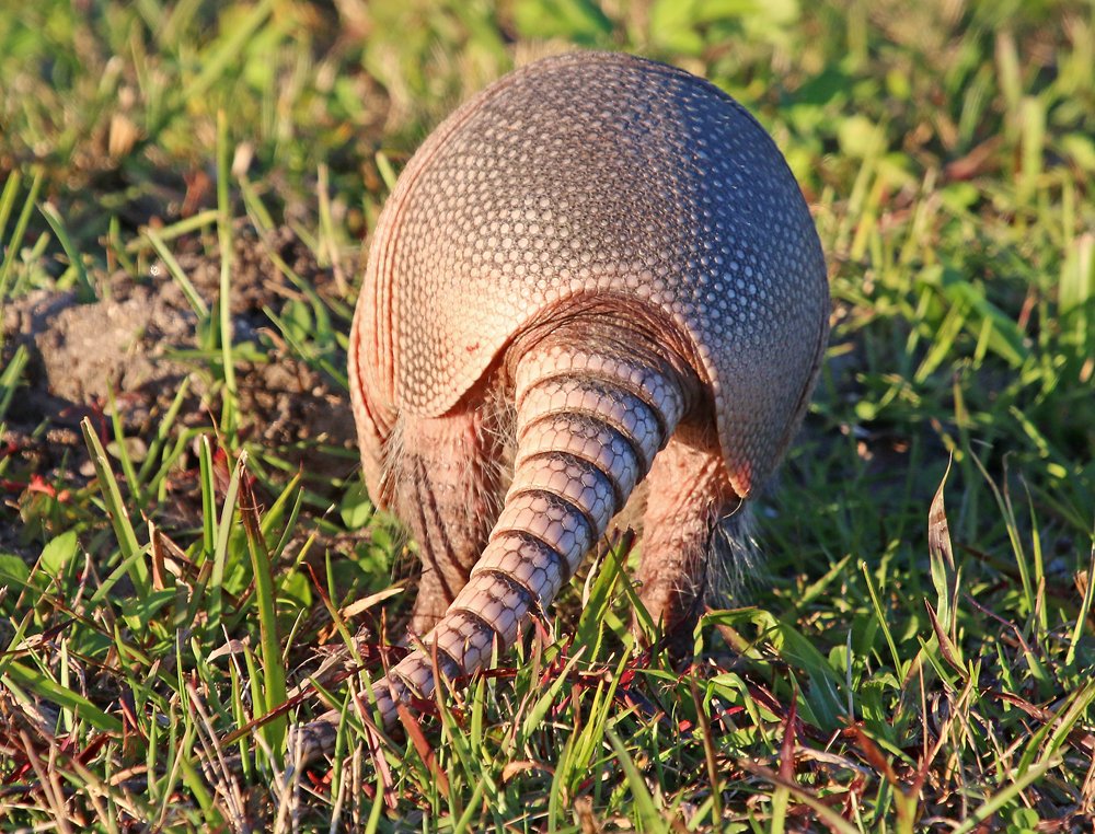 Ninebanded Armadillos in Florida 10,000 Birds