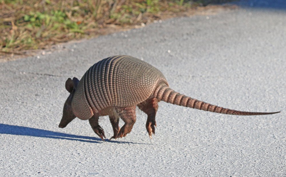 Ninebanded Armadillos in Florida 10,000 Birds
