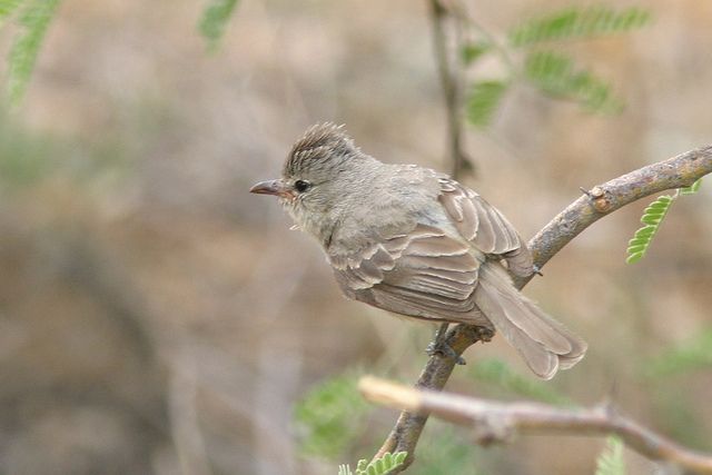 Northern Beardless-Tyrannulet on a bare branch
