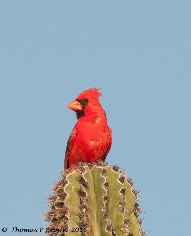 northern-cardinal