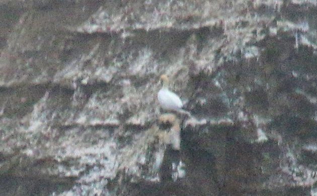 Northern Gannet in California