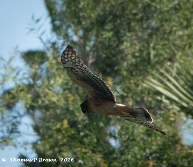 northern-harrier