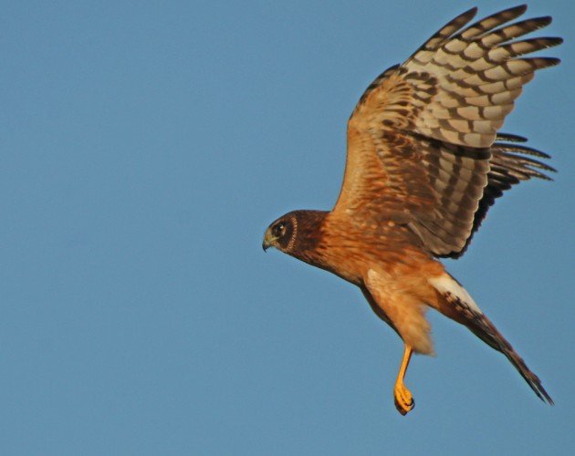 A Marvelous Marsh Hawk - 10,000 Birds