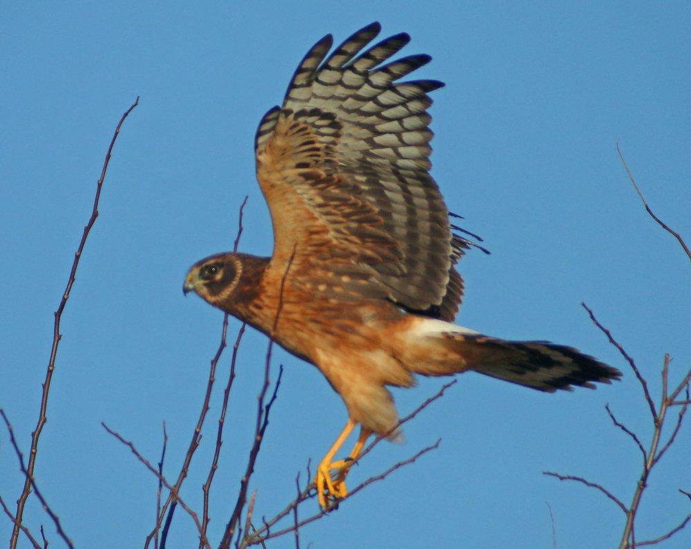 A Marvelous Marsh Hawk - 10,000 Birds