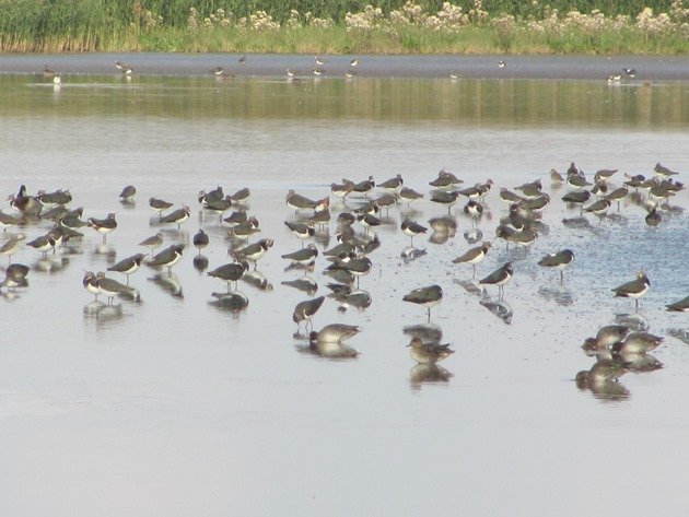 northern-lapwings-eurasian-teal