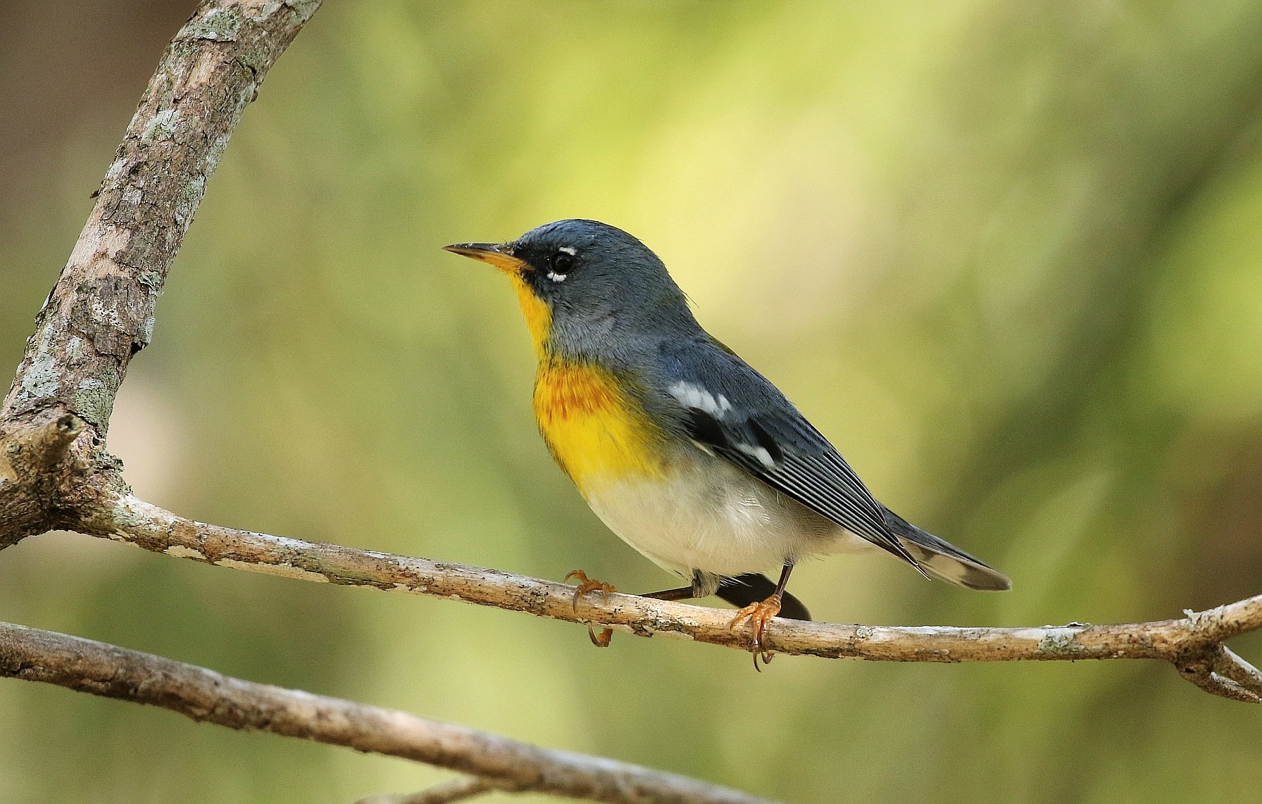 How Miami Dade residents can help birds migrate safely Miami