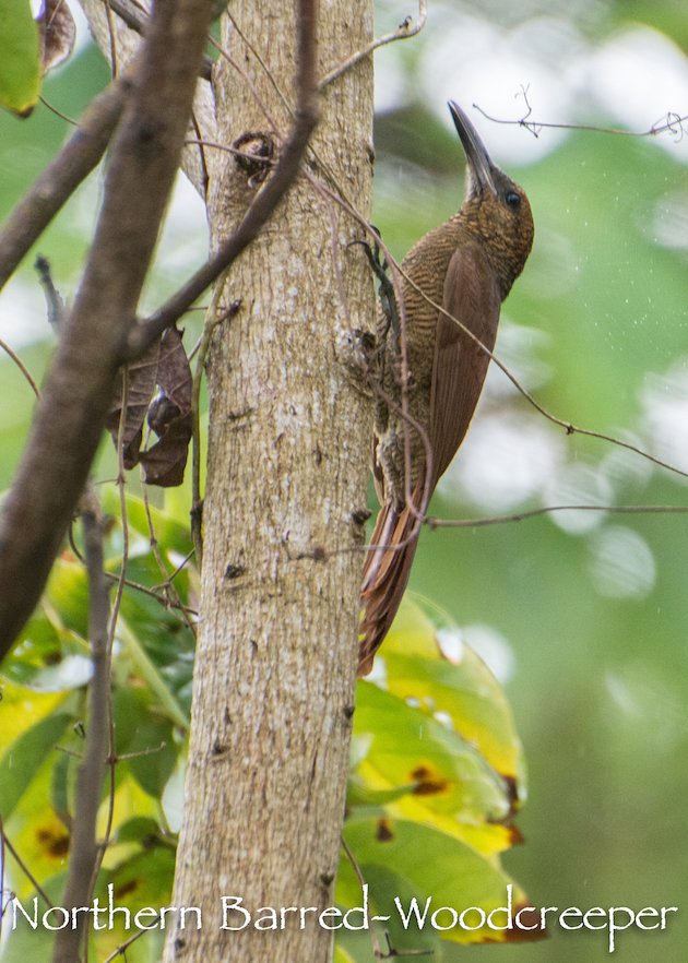 Northern Barred-Woodcreeper