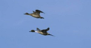 Flying Northern Pintails