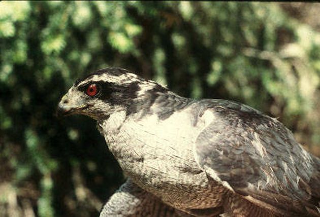 Northern Goshawk