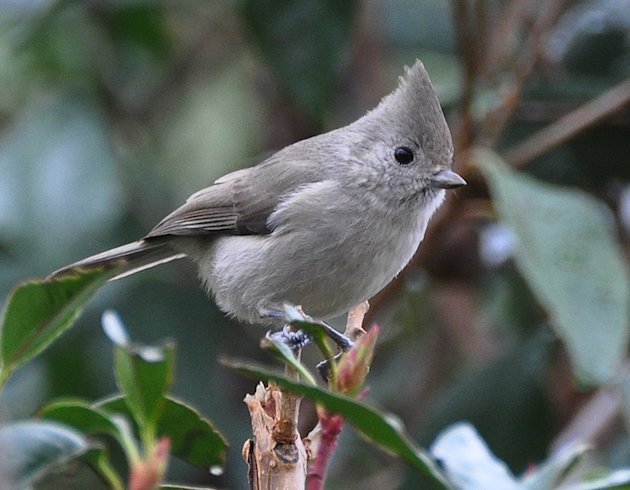 Oak Titmouse