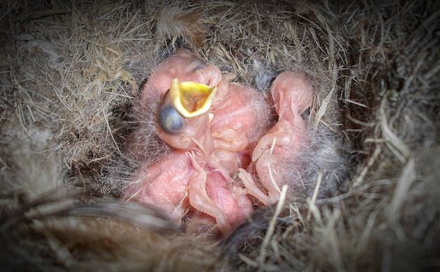 Oak Titmouse Nestlings Day One