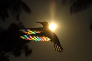 Animalstuffstore OPAL-WINGS-300x200 “Birds – Poetry within the Sky” – 10,000 Birds Bird  