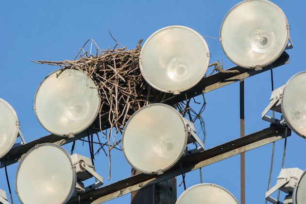 Osprey Nest