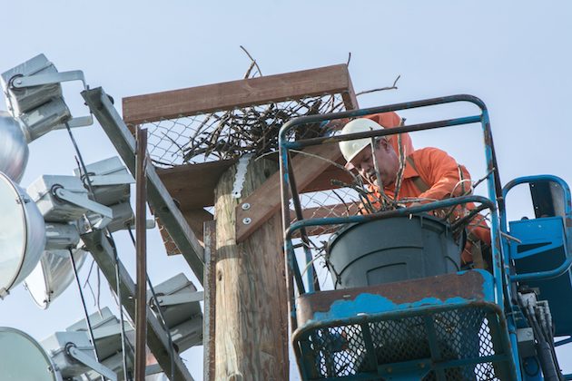 Osprey Nesting Platform Installed