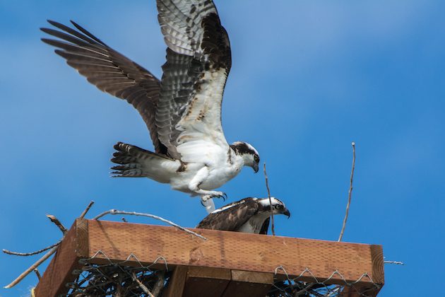 Osprey Copulation