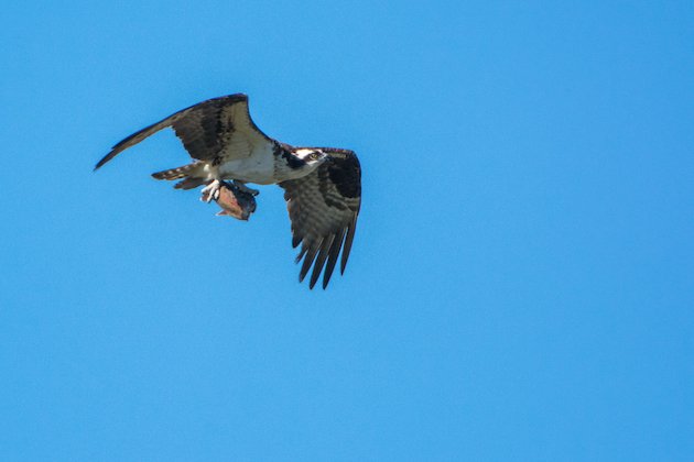 Osprey In Flight With Fish