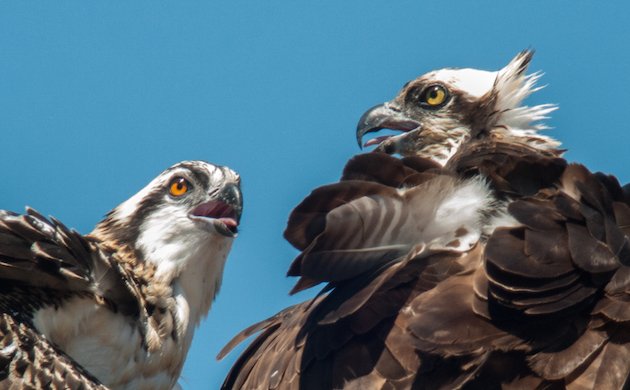 Osprey Adult and Juvenile