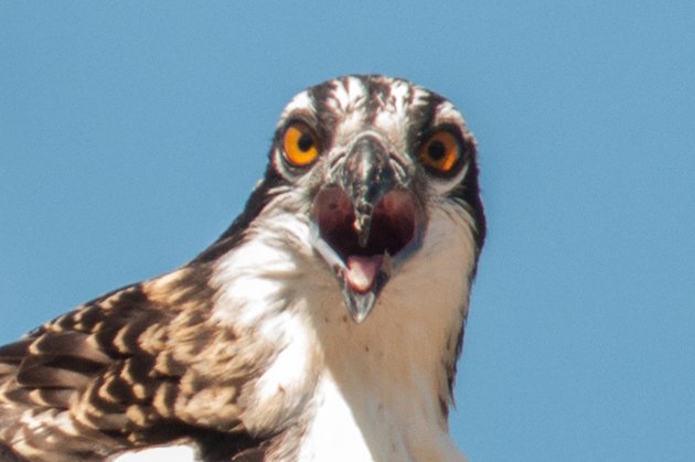 Osprey Juvenile