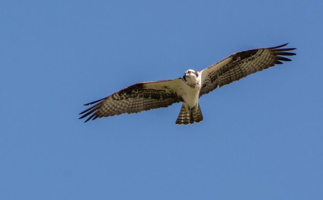 Osprey in Flight