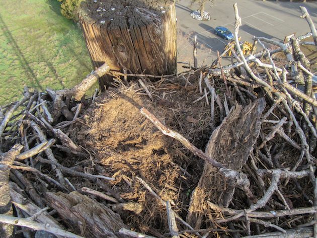 Osprey Nest