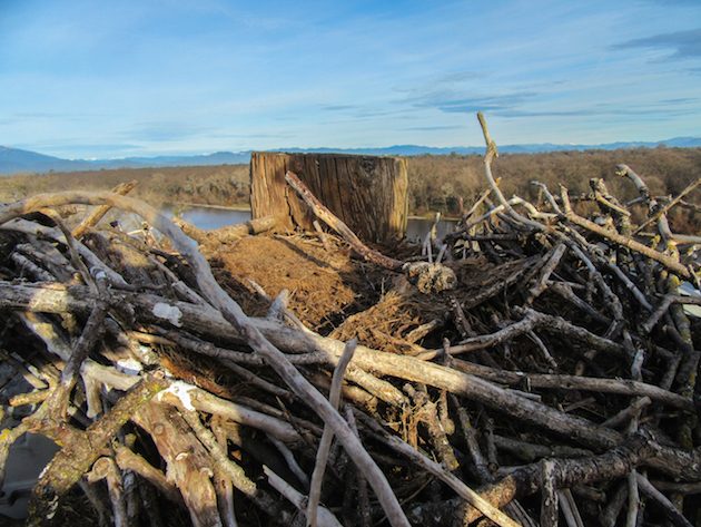 Osprey Nest