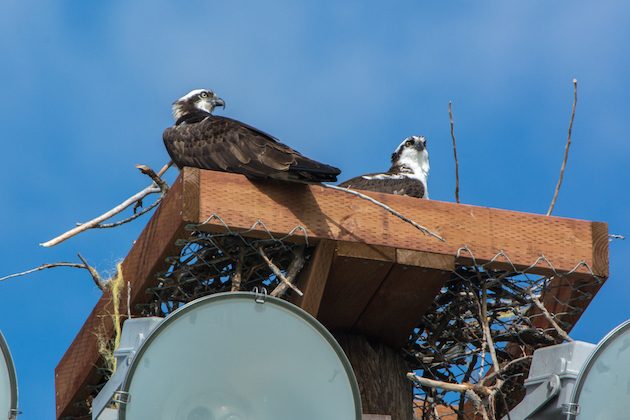 Osprey in New Platform