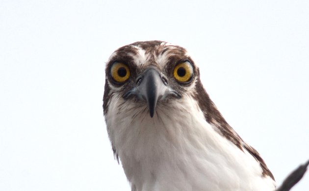 Osprey Adult