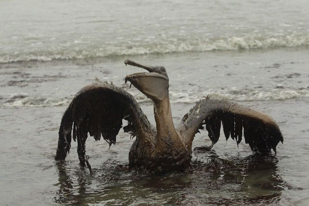 Oiled Pelican