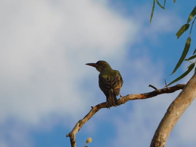 Animalstuffstore Olive-backed-Oriole-13 Bush telly in Australia – 10,000 Birds Bird  