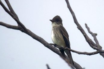 Olive-sided-Flycatcher