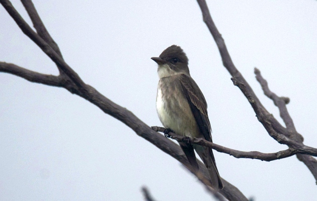 Olive-sided-Flycatcher