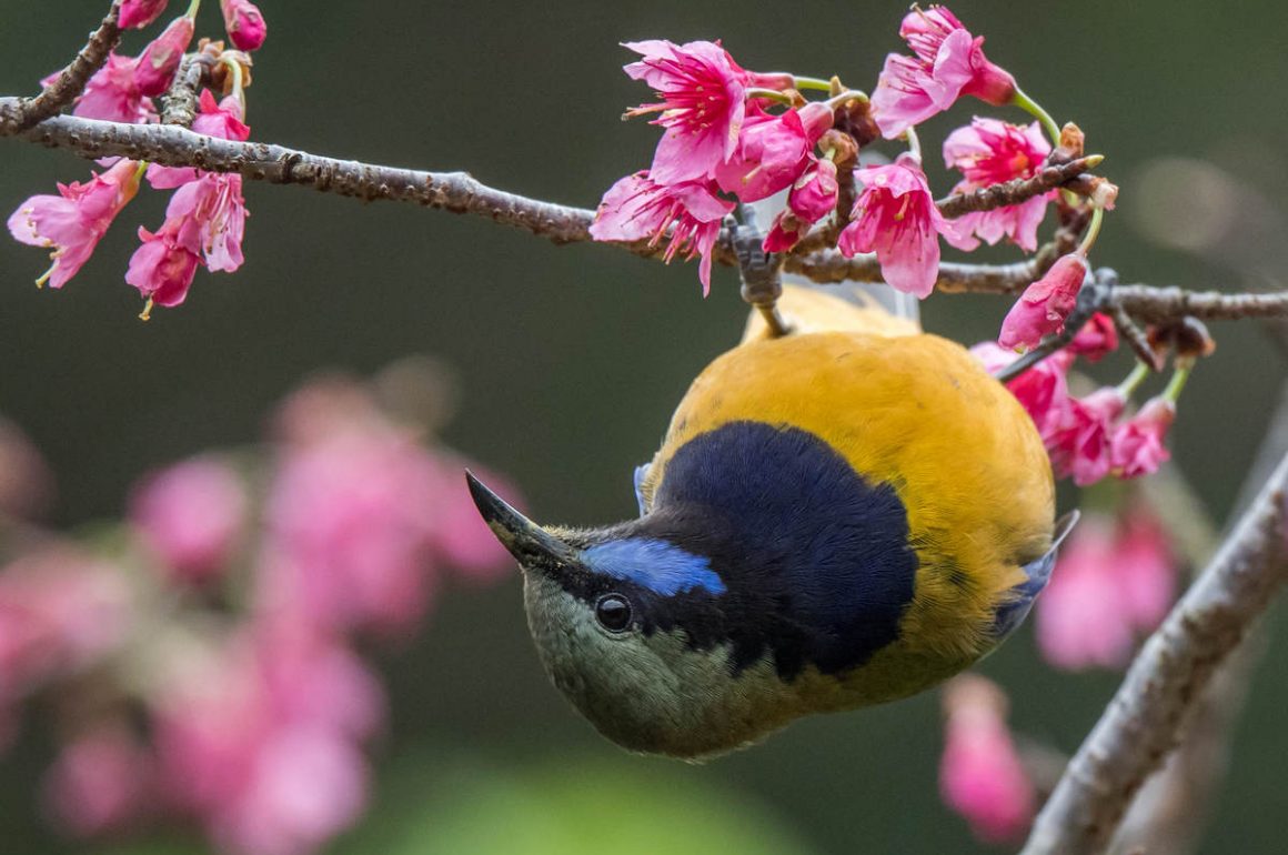 PARK  Spring Bird