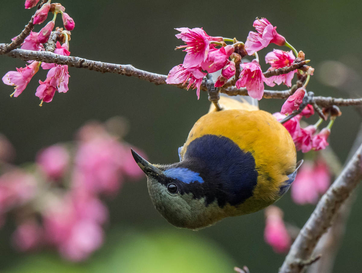 Orange-Bellied-