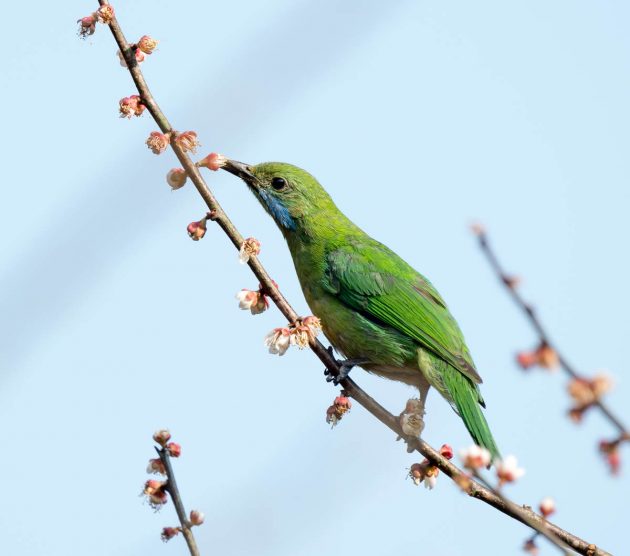 Animalstuffstore Orange-Bellied-Leafbird_DSC3097-Tengchong-Feb-2017-1-630x556 Birding Tengchong, Yunnan, China in 2017 – 10,000 Birds Bird  
