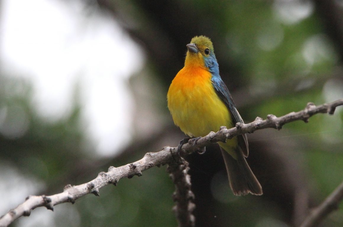 File:Yellow-winged Cacique.jpg - Wikipedia