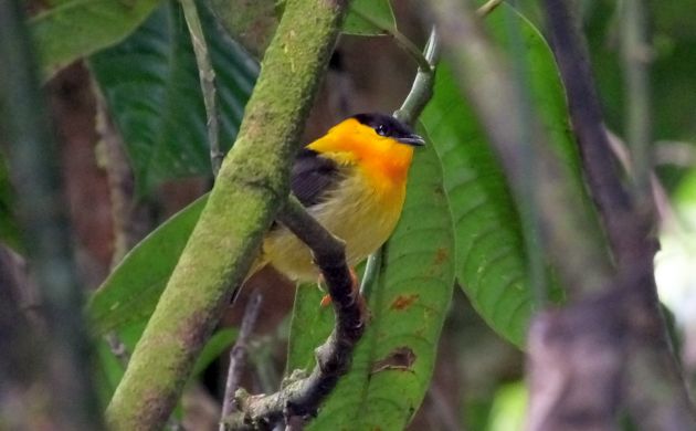 orange-collared-manakin-male