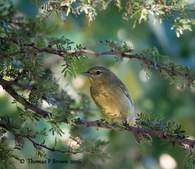 orange-crowned-warbler-1