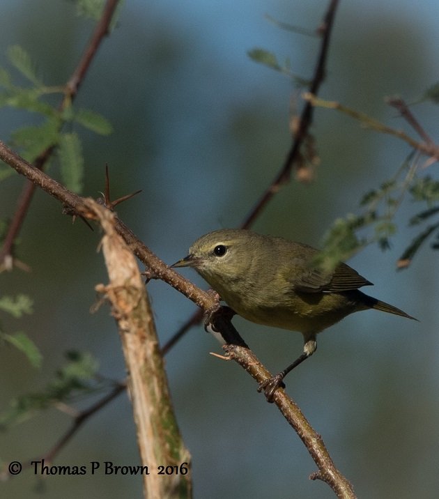 orange-crowned-warbler-4