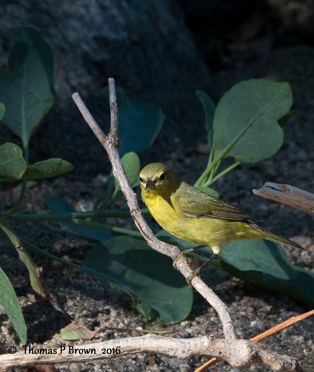 orange-crowned-warbler-6