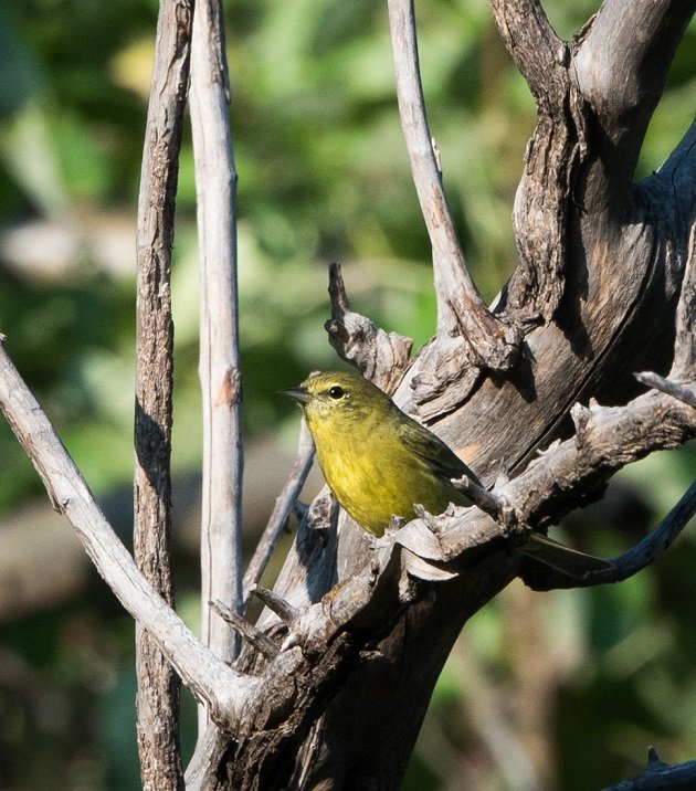 orange-crowned-warbler-8