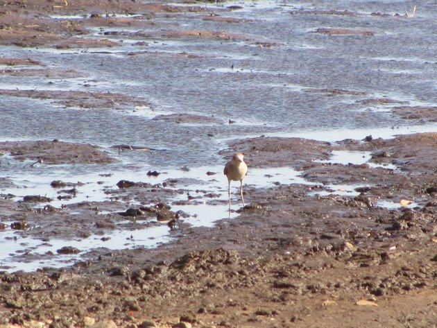 Oriental Plover