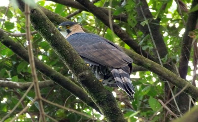 Another Bird Surprise for Costa Rica- Buff-collared Nightjar!