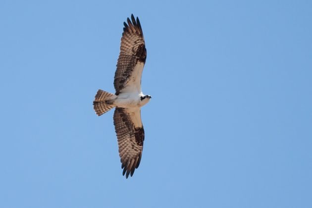 osprey