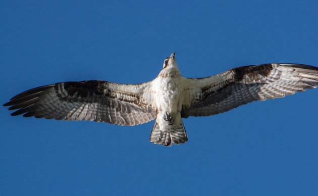 Osprey